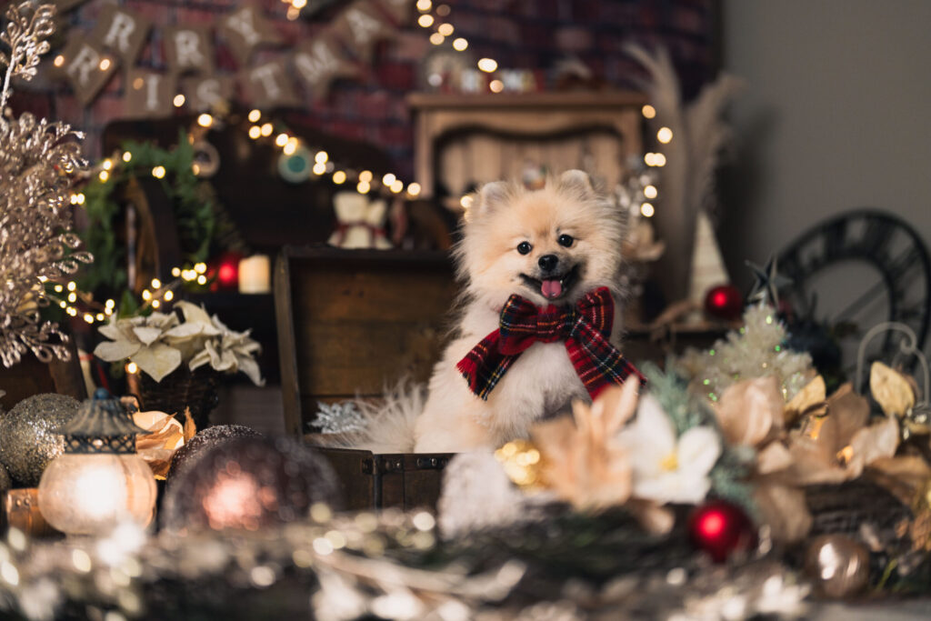 DSC00106 (2025-12-21T08_29_31.497)